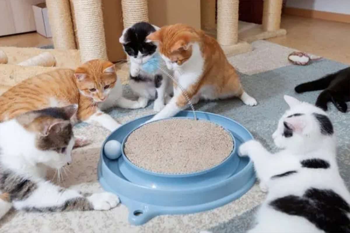 Exploring the Growth of the Global Cat Litter Market