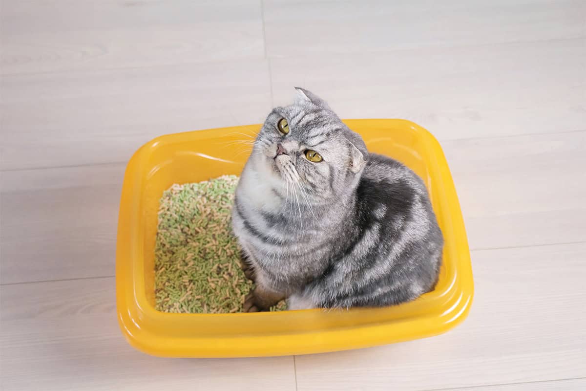 The Right Way to Use Cat Litter! Avoid These 6 Mistakes to Protect Your Cat’s Health